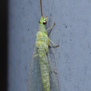 Mallada signatus at Acton, ACT - 29 Aug 2019