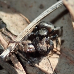 Salticidae sp. 'Golden palps' (Unidentified jumping spider) at Aranda Bushland - 2 Sep 2019 by CathB