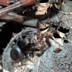 Salticidae sp. 'Golden palps' at Dunlop, ACT - 2 Sep 2019 03:37 PM