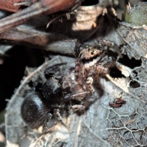 Salticidae sp. 'Golden palps' at Dunlop, ACT - 2 Sep 2019