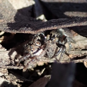 Salticidae sp. 'Golden palps' at Dunlop, ACT - 2 Sep 2019