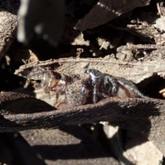 Salticidae sp. 'Golden palps' at Dunlop, ACT - 2 Sep 2019 03:37 PM