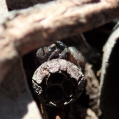 Salticidae sp. 'Golden palps' at Dunlop, ACT - 2 Sep 2019