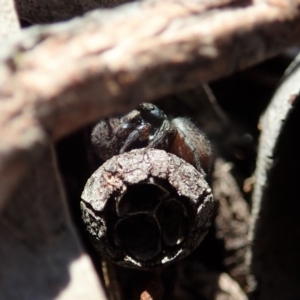 Salticidae sp. 'Golden palps' at Dunlop, ACT - 2 Sep 2019