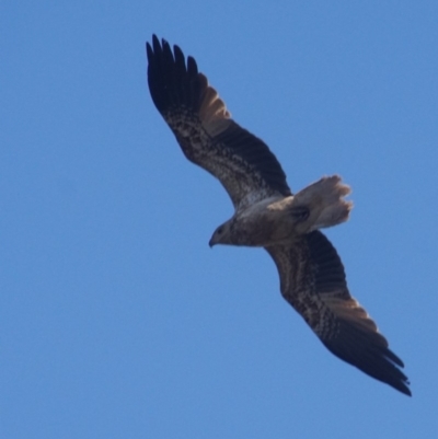 Haliaeetus leucogaster (White-bellied Sea-Eagle) at Shoalhaven Heads Bushcare - 13 Sep 2017 by gerringongTB