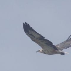 Haliaeetus leucogaster (White-bellied Sea-Eagle) at Seven Mile Beach National Park - 21 Mar 2018 by gerringongTB