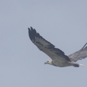 Haliaeetus leucogaster at Berry, NSW - 21 Mar 2018