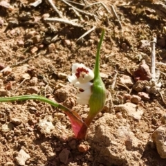 Wurmbea dioica subsp. dioica (Early Nancy) at Goorooyarroo NR (ACT) - 4 Sep 2019 by dawn_chorus