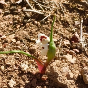 Wurmbea dioica subsp. dioica at Amaroo, ACT - 4 Sep 2019