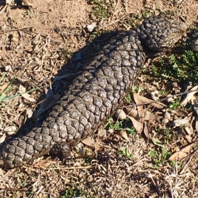 Tiliqua rugosa (Shingleback Lizard) at Goorooyarroo NR (ACT) - 3 Sep 2019 by dawn_chorus