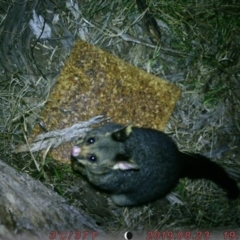 Trichosurus vulpecula (Common Brushtail Possum) at Australian National University - 23 Aug 2019 by Kateeg