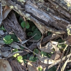 Corysanthes sp. (A Helmet Orchid) at Cuumbeun Nature Reserve - 4 Sep 2019 by MattM