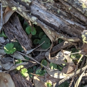 Corysanthes sp. at suppressed - suppressed