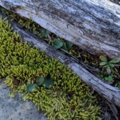 Corysanthes sp. at suppressed - suppressed