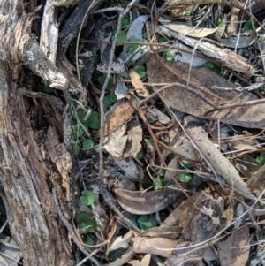 Corysanthes sp. at suppressed - 4 Sep 2019