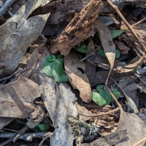 Corysanthes sp. at suppressed - suppressed