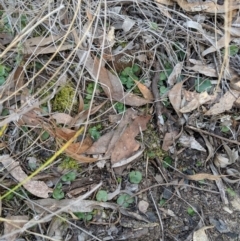 Corysanthes sp. at suppressed - 4 Sep 2019