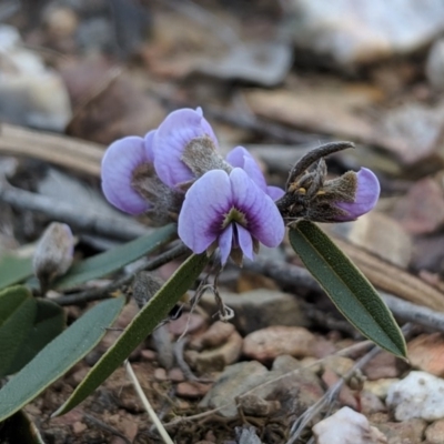 Hovea heterophylla (Common Hovea) at Carwoola, NSW - 4 Sep 2019 by MattM