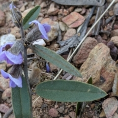 Hovea heterophylla at Carwoola, NSW - 4 Sep 2019