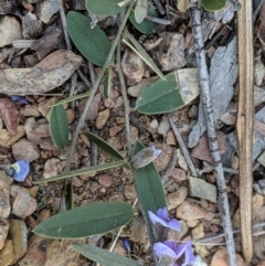 Hovea heterophylla at Carwoola, NSW - 4 Sep 2019