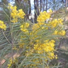 Acacia boormanii (Snowy River Wattle) at Pollinator-friendly garden Conder - 28 Aug 2019 by michaelb