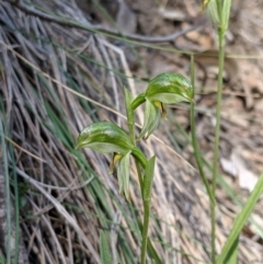 Bunochilus umbrinus (Broad-sepaled Leafy Greenhood) at Greenleigh, NSW - 4 Sep 2019 by MattM