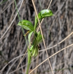 Bunochilus umbrinus (ACT) = Pterostylis umbrina (NSW) at suppressed - suppressed