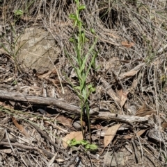 Bunochilus umbrinus (ACT) = Pterostylis umbrina (NSW) at suppressed - suppressed