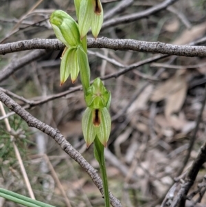 Bunochilus umbrinus (ACT) = Pterostylis umbrina (NSW) at suppressed - 4 Sep 2019