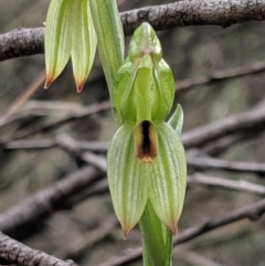 Bunochilus umbrinus (ACT) = Pterostylis umbrina (NSW) at suppressed - 4 Sep 2019