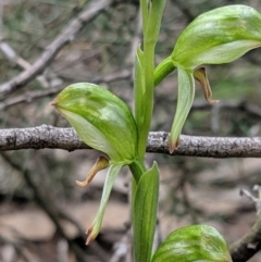 Bunochilus umbrinus (ACT) = Pterostylis umbrina (NSW) at suppressed - 4 Sep 2019