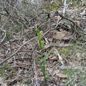 Bunochilus umbrinus (ACT) = Pterostylis umbrina (NSW) at suppressed - 4 Sep 2019