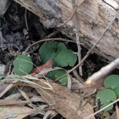 Corysanthes sp. (A Helmet Orchid) at Greenleigh, NSW - 4 Sep 2019 by MattM