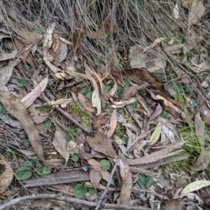 Corysanthes sp. at suppressed - suppressed