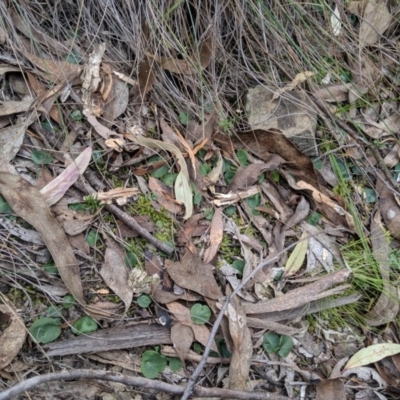 Corysanthes sp. (A Helmet Orchid) at Greenleigh, NSW - 4 Sep 2019 by MattM