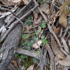 Corysanthes sp. at suppressed - suppressed