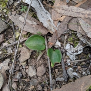 Eriochilus cucullatus at Greenleigh, NSW - suppressed