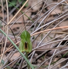 Bunochilus umbrinus (ACT) = Pterostylis umbrina (NSW) (Broad-sepaled Leafy Greenhood) by MattM