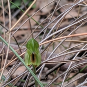 Bunochilus umbrinus (ACT) = Pterostylis umbrina (NSW) at suppressed - 4 Sep 2019