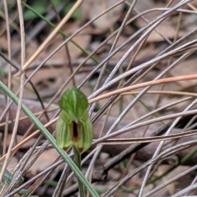Bunochilus umbrinus (Broad-sepaled Leafy Greenhood) at Greenleigh, NSW - 4 Sep 2019 by MattM