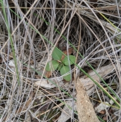 Bunochilus umbrinus (ACT) = Pterostylis umbrina (NSW) at suppressed - suppressed