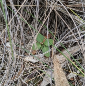 Bunochilus umbrinus (ACT) = Pterostylis umbrina (NSW) at suppressed - suppressed