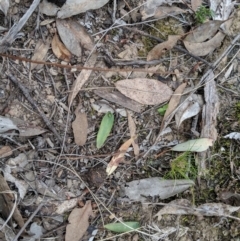 Glossodia major (Wax Lip Orchid) at Greenleigh, NSW - 4 Sep 2019 by MattM