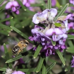 Trichocolletes aeratus (A Spring Bee) at Acton, ACT - 3 Sep 2019 by TimL