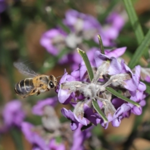 Trichocolletes aeratus at Acton, ACT - 3 Sep 2019