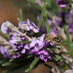 Trichocolletes aeratus at Acton, ACT - 3 Sep 2019