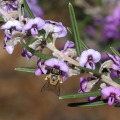 Trichocolletes aeratus at Acton, ACT - 3 Sep 2019