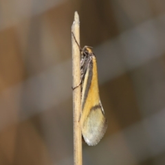 Philobota undescribed species near arabella (A concealer moth) at Hackett, ACT - 3 Sep 2019 by TimL