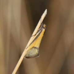 Philobota undescribed species near arabella at Hackett, ACT - 3 Sep 2019 11:58 AM