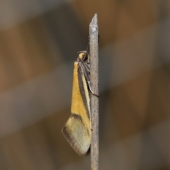 Philobota undescribed species near arabella at Hackett, ACT - 3 Sep 2019 11:58 AM